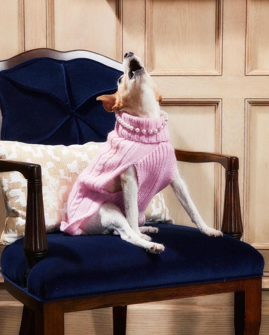 Dog in pink sweater and pearls on a blue velvet chair with wood trim, singing, in front of a neutral panelled wall and patterned pillow.