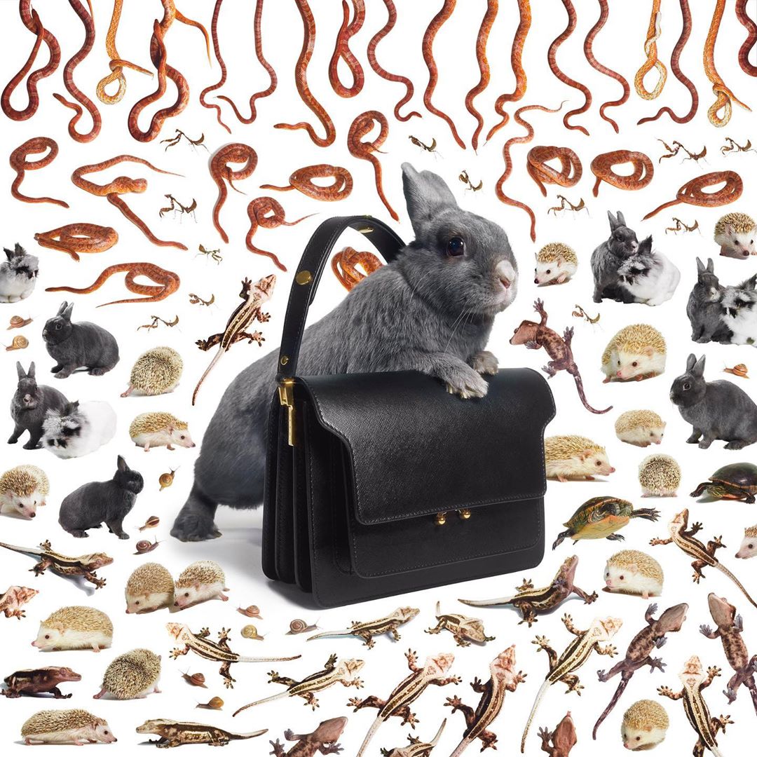 A grey rabbit sitting in a black purse with a collection of lizards, snakes, and hedgehogs on a white background.