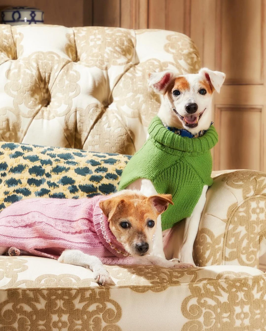 Two Jack Russell dogs wearing sweaters are sitting on a decorative couch with pillows in an indoor setting; bright, cheerful mood.