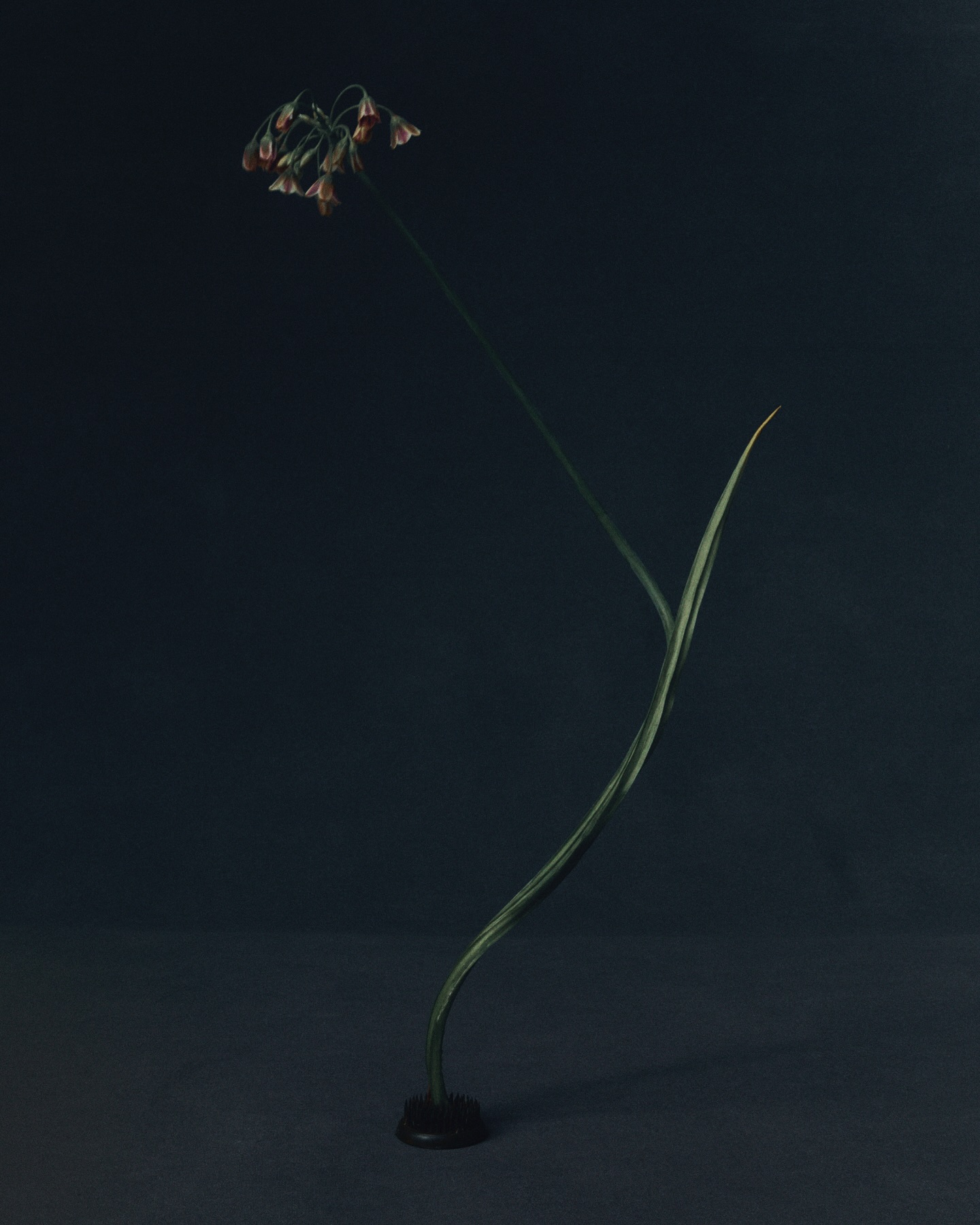 Minimalist floral still life featuring a single onion flower with a stem in a dark vase against a dark grey background.