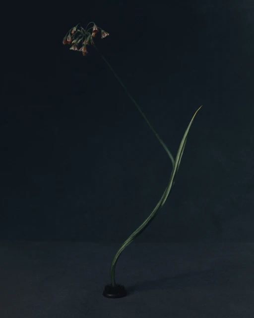 Minimalist floral still life featuring a single onion flower with a stem in a dark vase against a dark grey background.