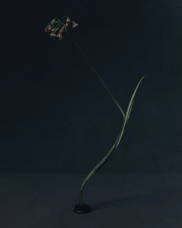 Minimalist floral still life featuring a single onion flower with a stem in a dark vase against a dark grey background.