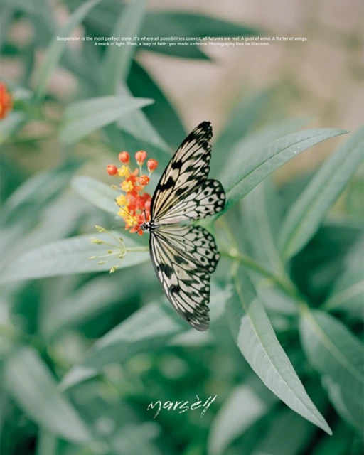 Monarch butterfly perched on a flower, showcasing intricate wing patterns against a soft green foliage background in a serene outdoor setting.
