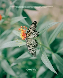 Close-up overhead view of a black-and-white butterfly resting on small orange flowers surrounded by long green leaves.