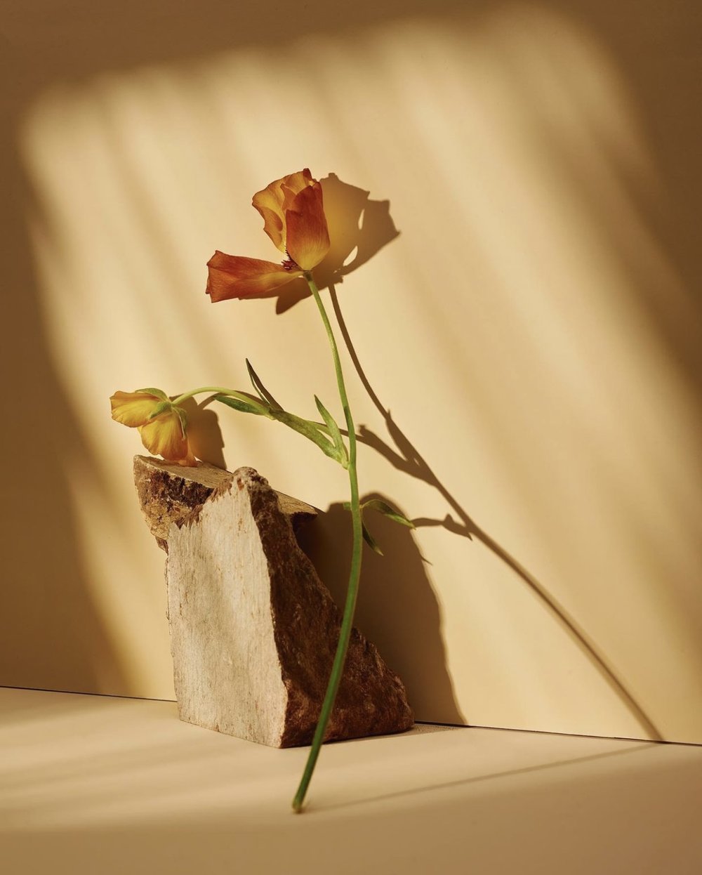 Still life photograph of a wilting orange flower, partially resting on a light-colored stone, set against a soft beige wall.