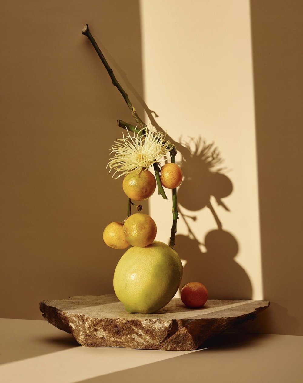 Still life shot of citrus fruits on a rock, featuring tangerines, pomelo, a twig, and a white flower against a tan wall with dramatic lighting.