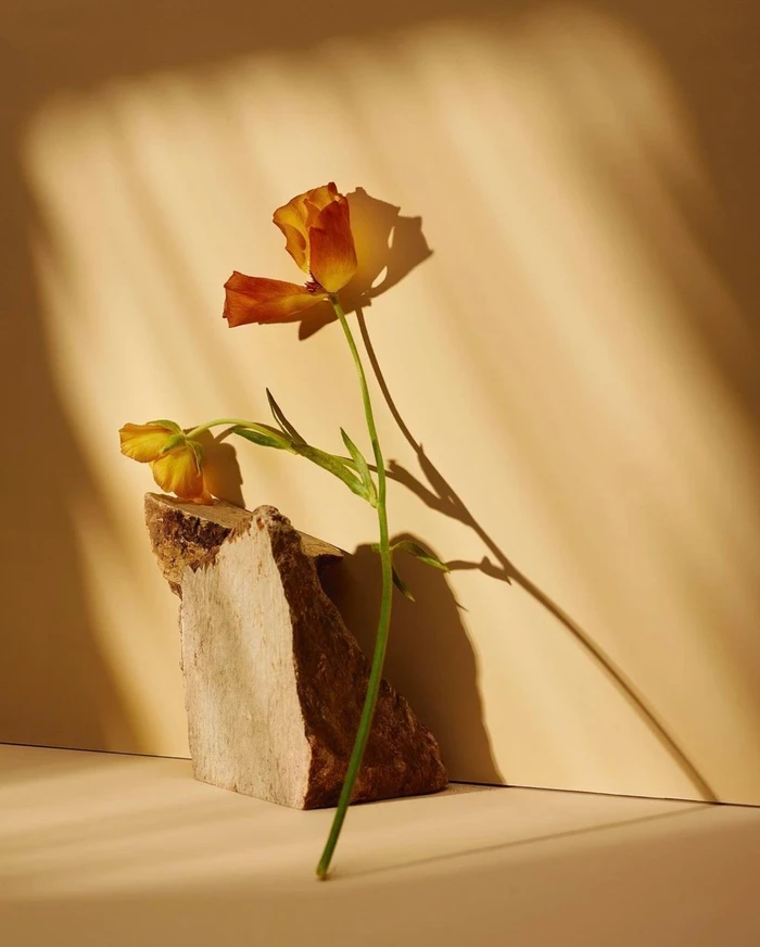 Orange and yellow flower standing upright in a raw stone block against a warm beige background with striped light shadows.