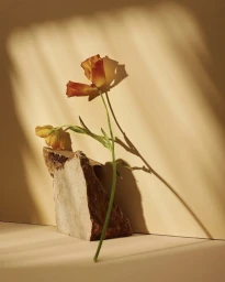 Orange and yellow flower standing upright in a raw stone block against a warm beige background with striped light shadows.