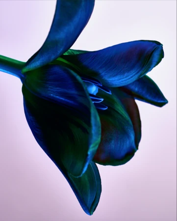 Dramatic, eye-level close-up of a tulip in blue and green tones with a pale background, capturing its intricate petal structure.
