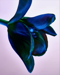 Close-up of a dark blue and green tulip flower set against a pale pink gradient background by set designer Carrie Louise.