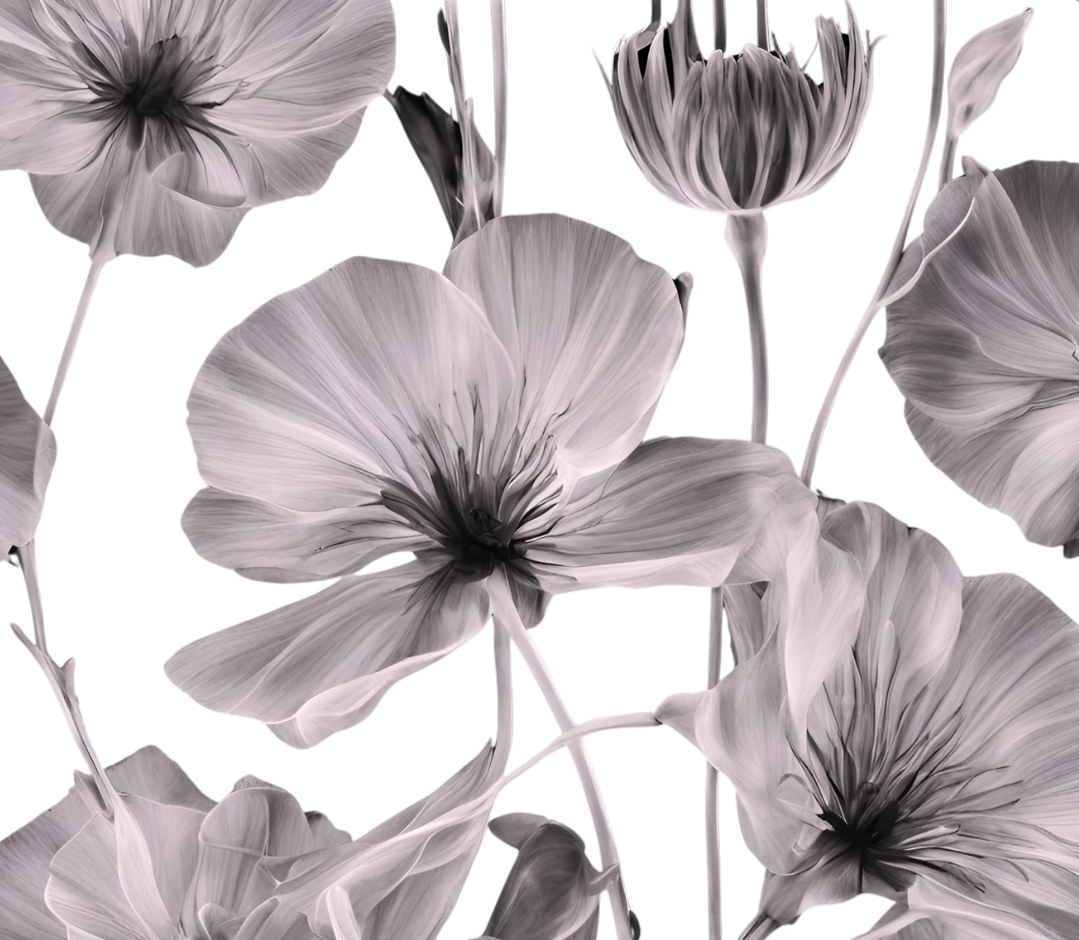 Botanical illustration of translucent white poppy flowers with delicate petals on a black backdrop in a modern fine art style.