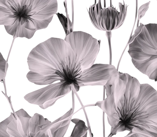 Kate French