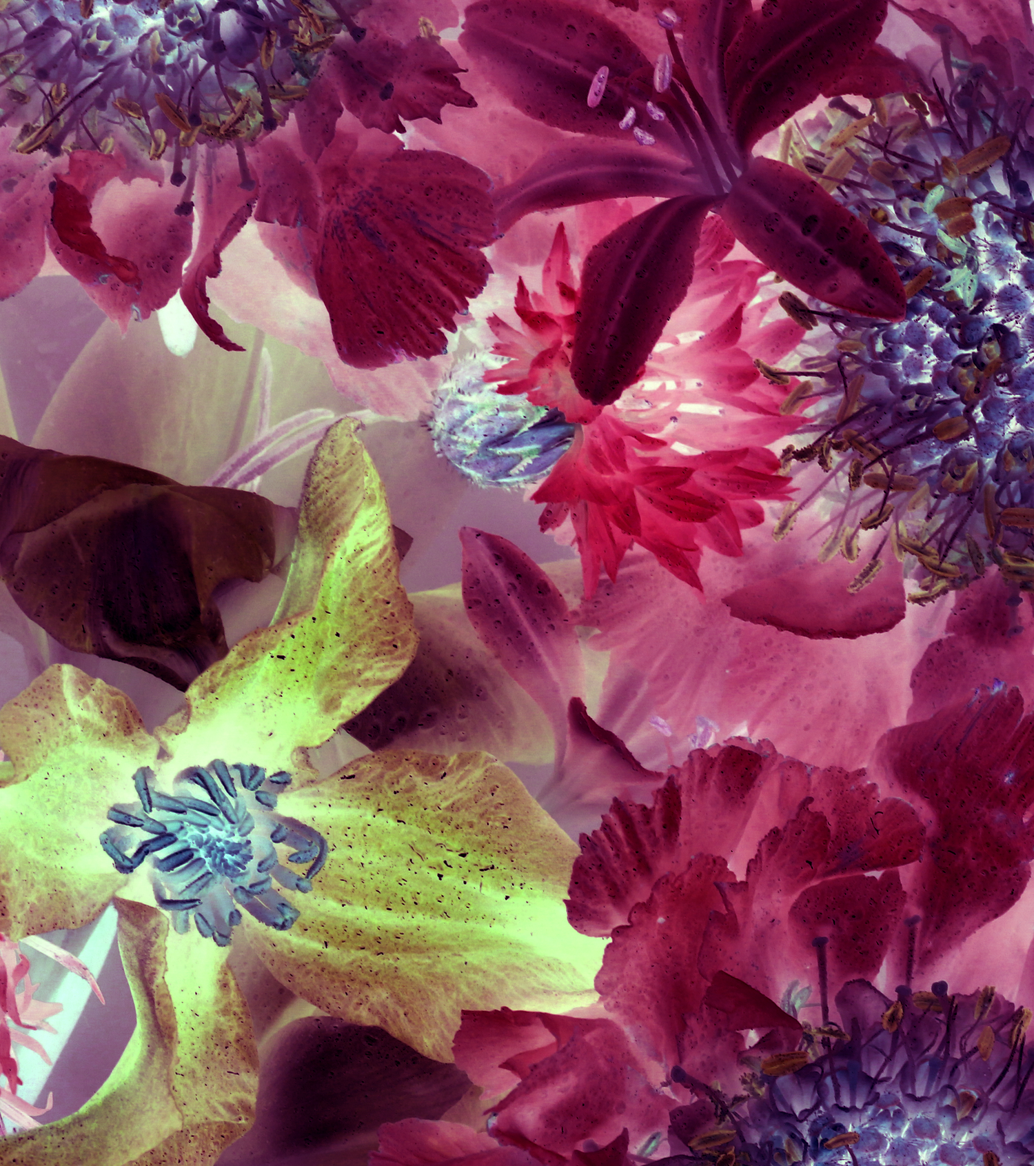 Floral still life featuring a vibrant mix of flowers in pink, purple, and yellow, creating a colourful and captivating floral arrangement.