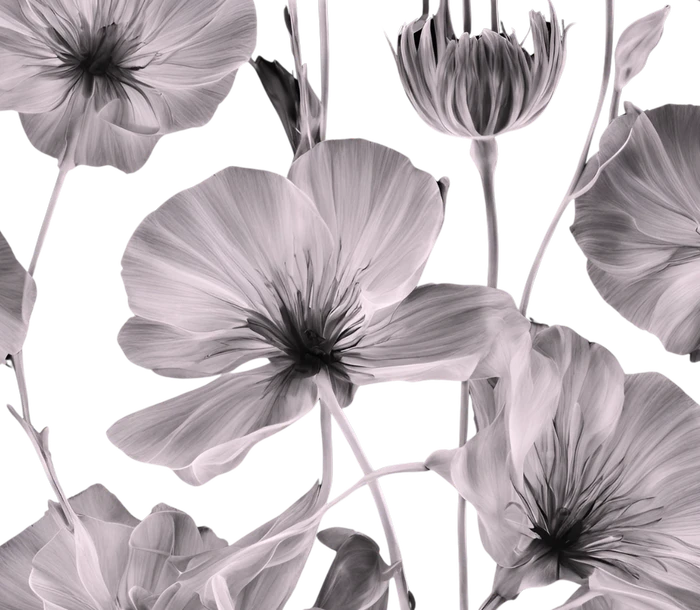 Monochrome botanical pattern featuring pale silvery poppies and slender stems against a solid black background.