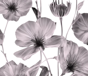 Monochrome botanical pattern featuring pale silvery poppies and slender stems against a solid black background.