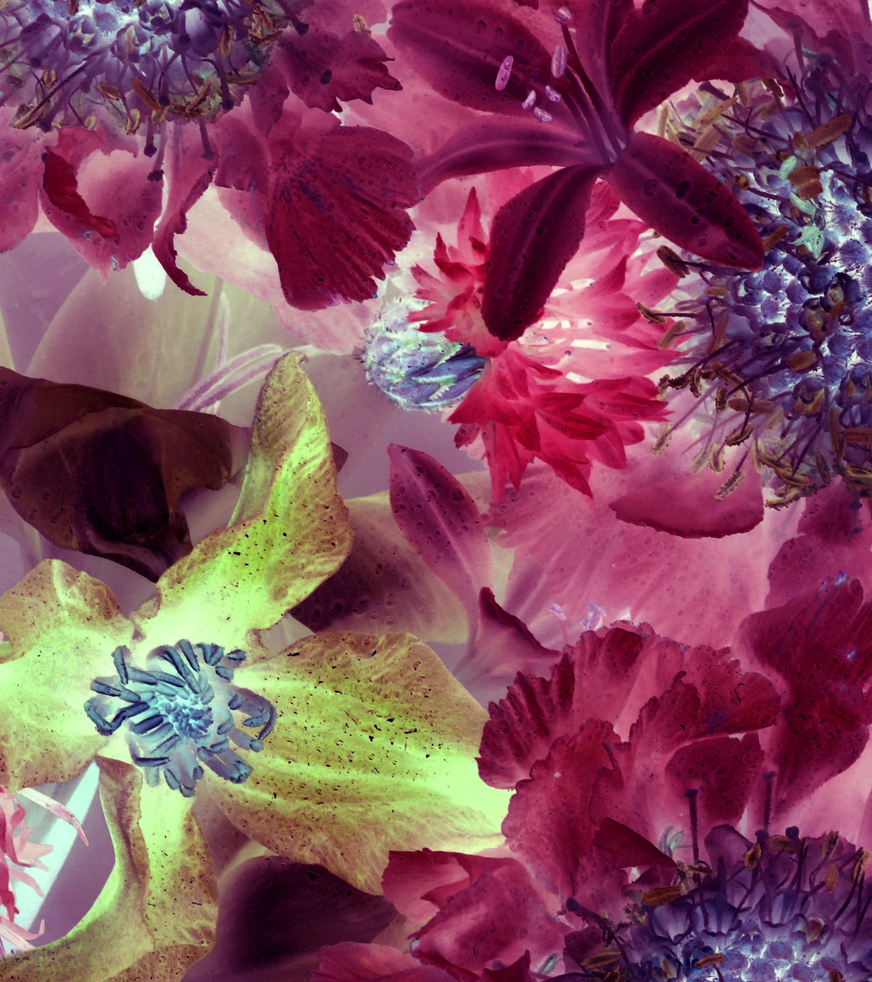 Close up arrangement of vivid pink, purple, and pale yellow flowers with inverted tones and intricate botanical details.