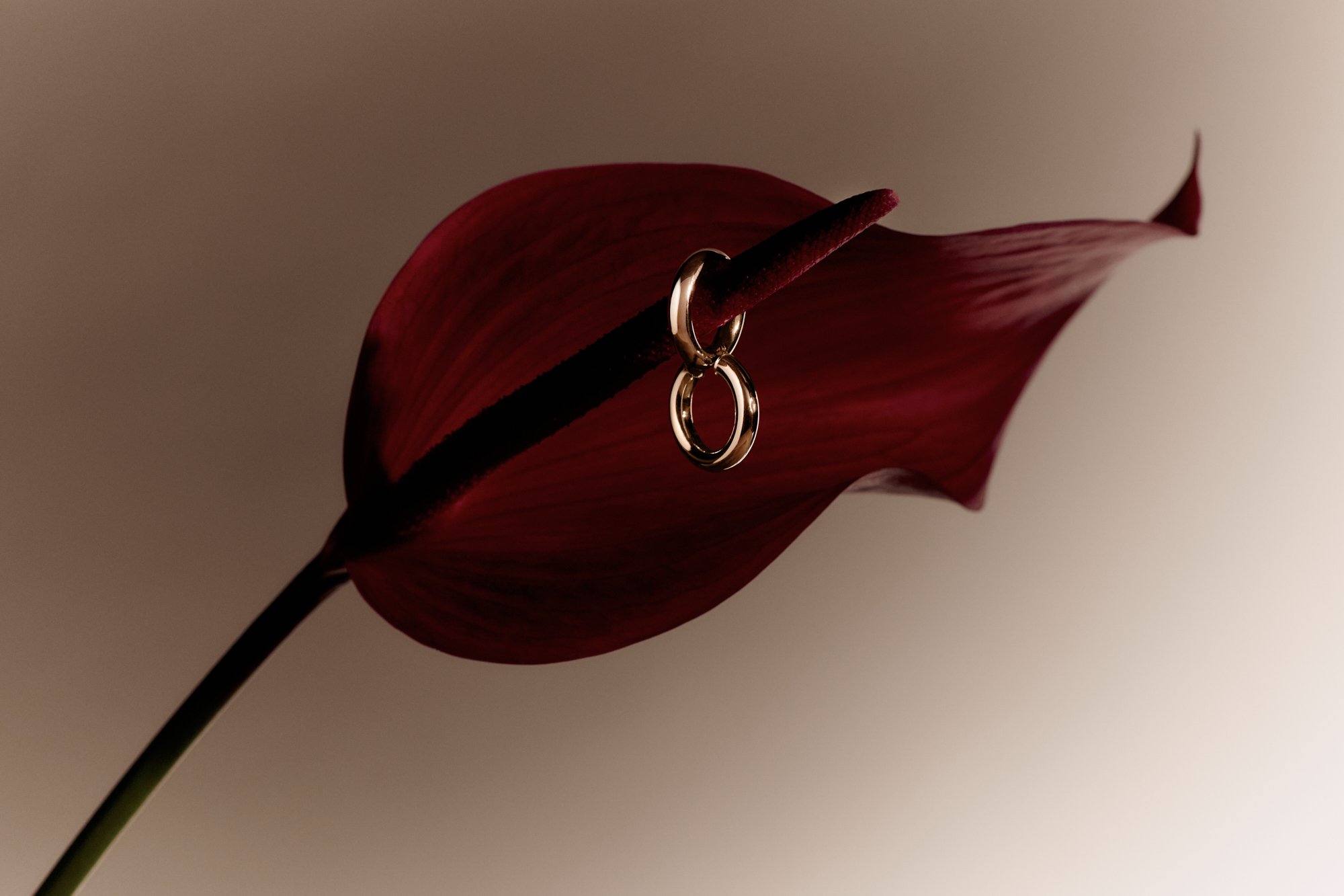Earrings hang on anthurium flower. The flower has a dark red, heart-shaped spathe and stem. Warm, soft lighting.