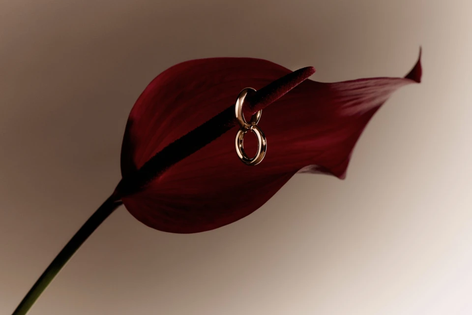Earrings hang on anthurium flower. The flower has a dark red, heart-shaped spathe and stem. Warm, soft lighting.