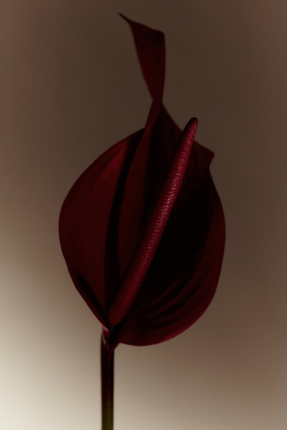 Close-up studio shot of a single, deep red anthurium flower with a spadix, set against a soft, light-tan gradient backdrop.