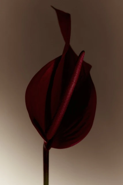 Close-up studio shot of a single, deep red anthurium flower with a spadix, set against a soft, light-tan gradient backdrop.