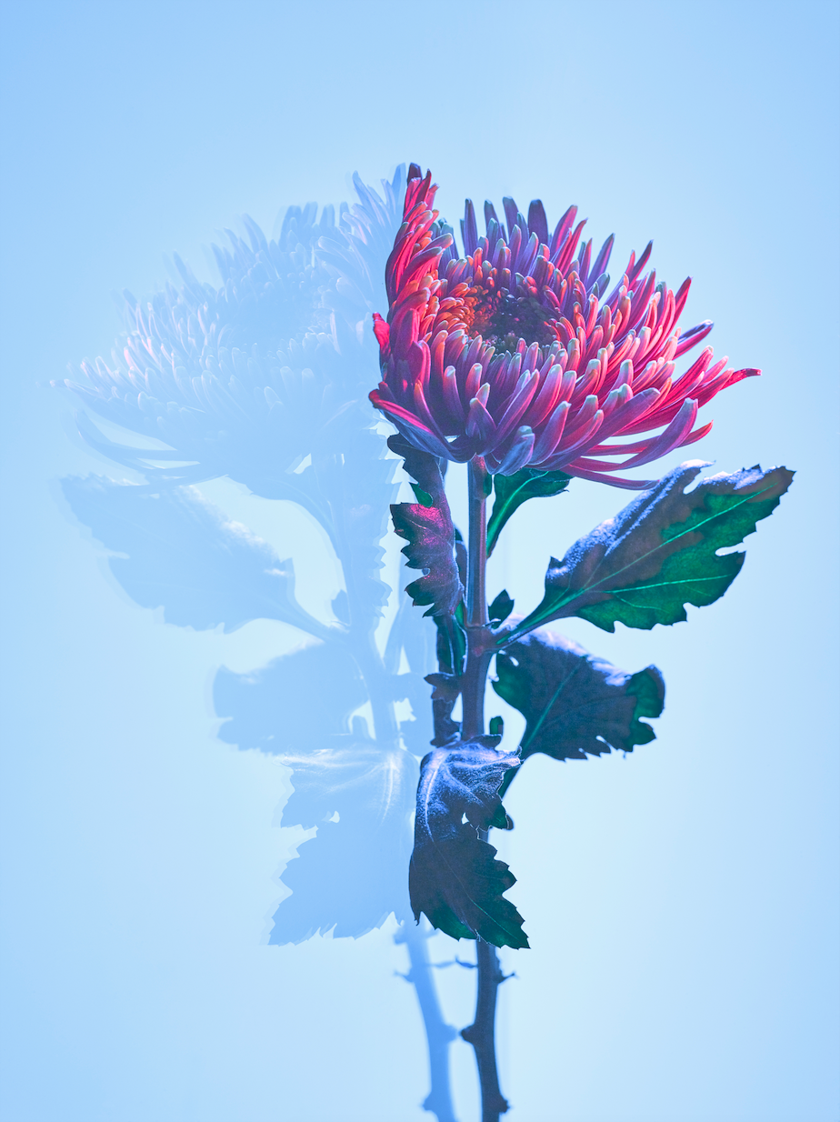 Close-up studio shot of a red and purple chrysanthemum flower with green leaves against a light blue background and soft shadow.