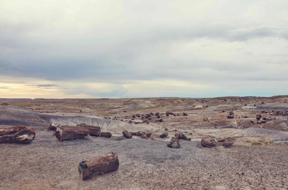 Vast desert landscape featuring scattered petrified wood, set against a cloudy sky and distant mesas, presenting a scenic view.