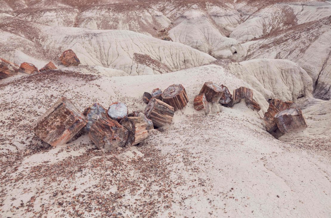 Petrified wood logs in a desert landscape. Ancient fossilized tree trunks and dunes in shades of beige and brown. 