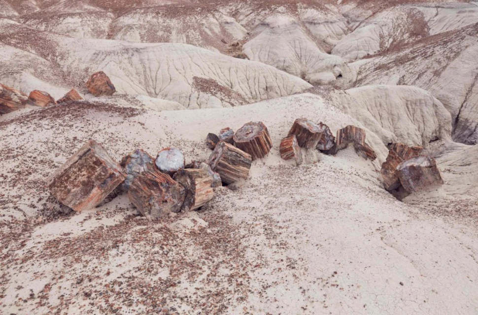 Petrified wood logs in a desert landscape. Ancient fossilized tree trunks and dunes in shades of beige and brown. 