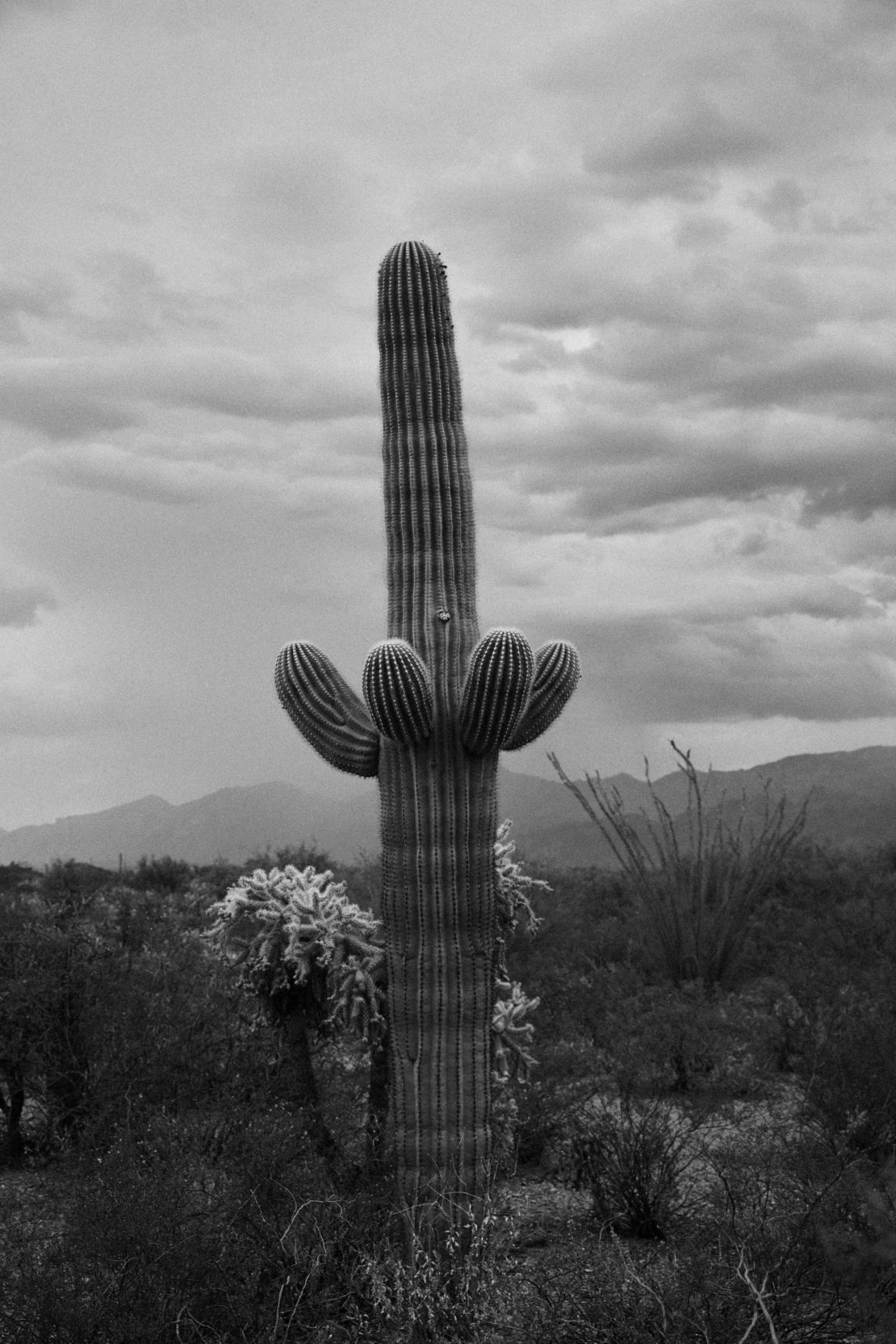 Monochrome photo of a saguaro cactus in the desert against a cloudy sky, highlighting nature, plants, and outdoor scenery.