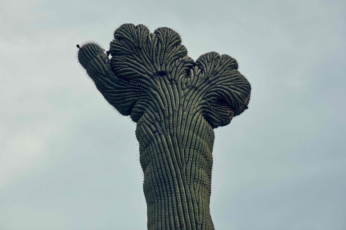 Close-up of a crested saguaro cactus against a cloudy sky. The plant's unique, fan-like growth pattern is highlighted.