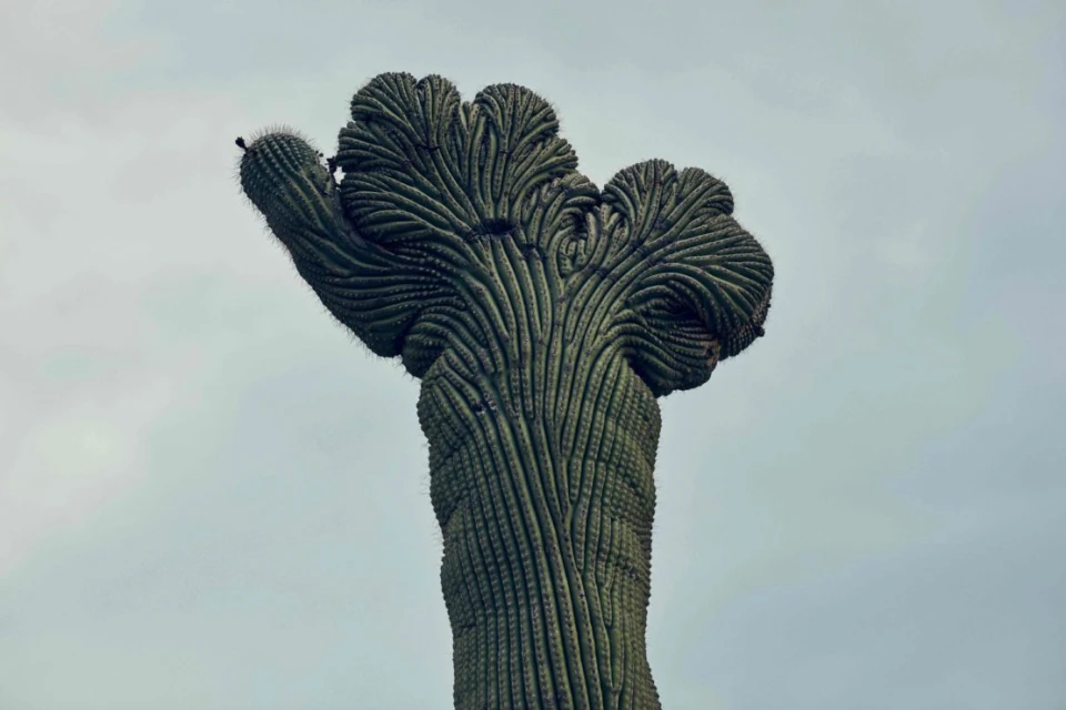 Close-up of a crested saguaro cactus against a cloudy sky. The plant's unique, fan-like growth pattern is highlighted.