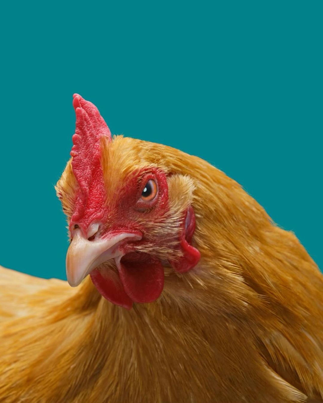 Close-up studio shot of a buff orpington chicken with amber feathers, a red comb, and a teal backdrop in portrait orientation.