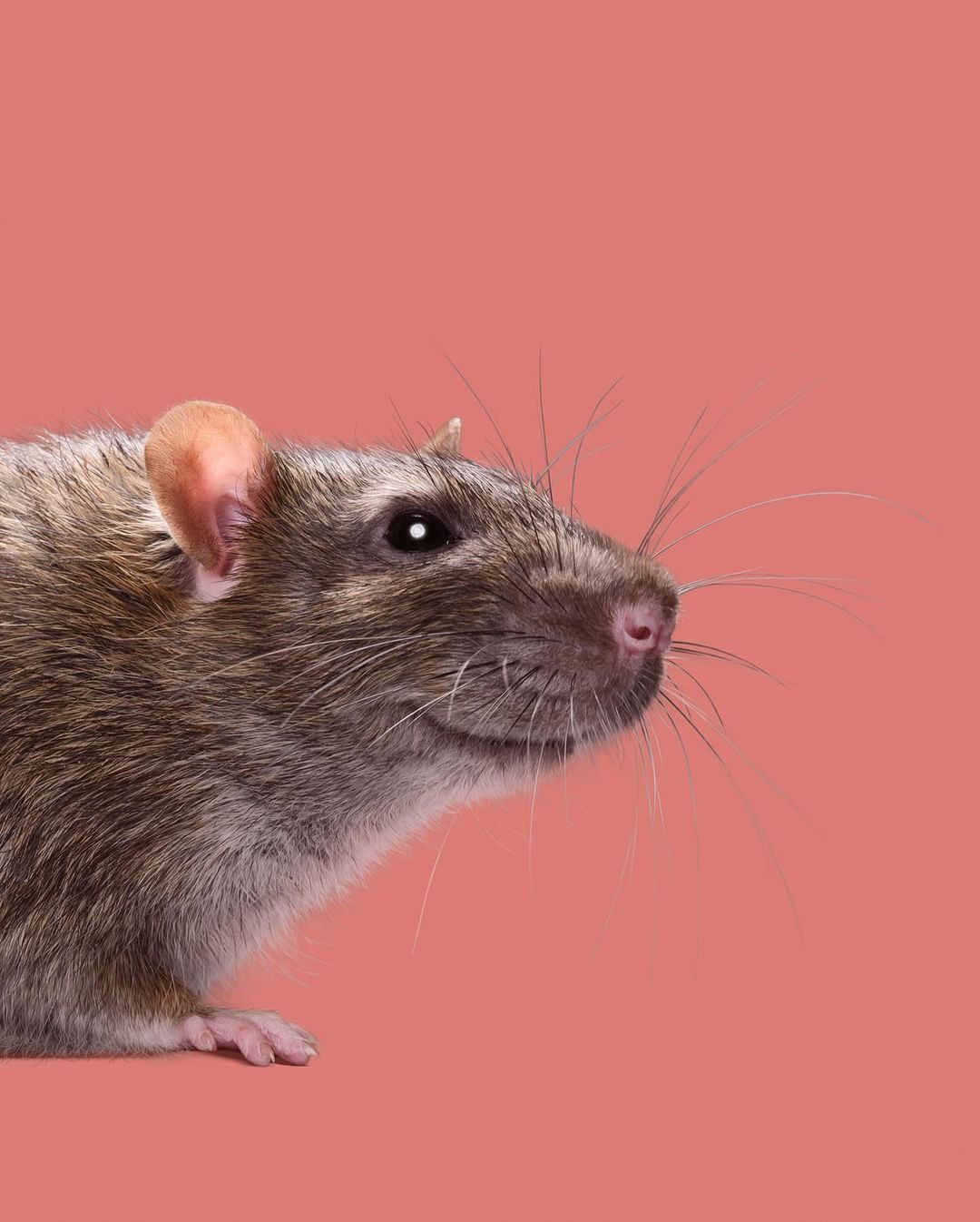 Close-up studio shot of a brown rat with whiskers against a peach-colored background, capturing the animal's facial details.