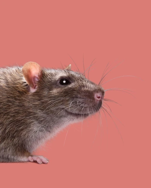 Close-up studio shot of a brown rat with whiskers against a peach-colored background, capturing the animal's facial details.