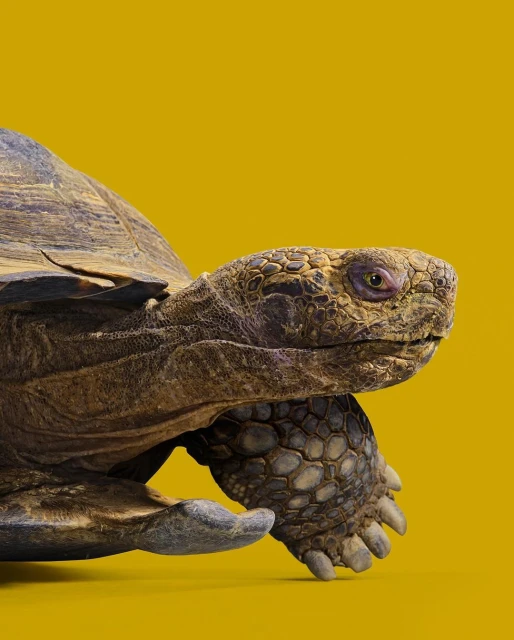 Close-up studio shot of a turtle with a brown shell, facing right against a solid yellow background. Focus is on the turtle's head and shell.