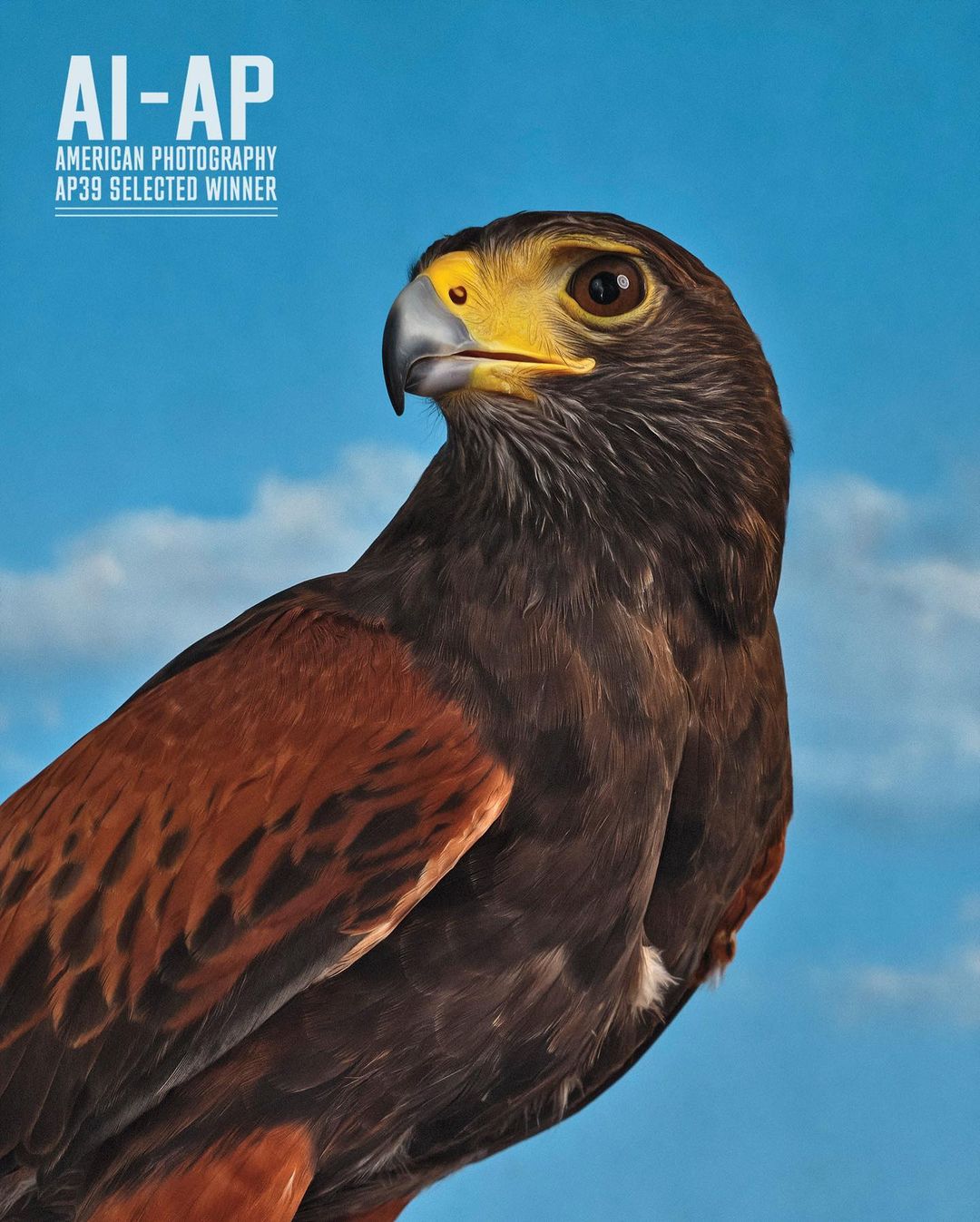 Dramatic portrait of a Harris's hawk against a clear blue sky, showcasing its sharp features and rich brown and yellow plumage in natural light.