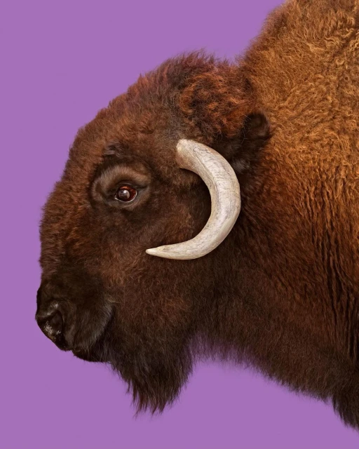 Side profile of a brown bison with curved horns, isolated against a solid purple backdrop in a studio setting, detailed fur texture.