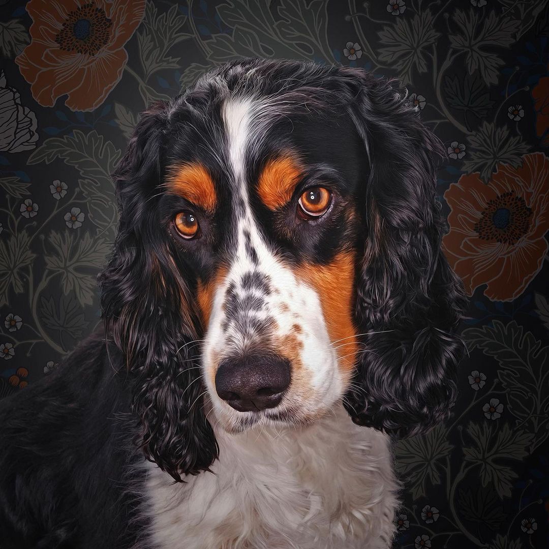 Close-up portrait of a Bernese Mountain Dog mix with amber eyes, a floral background, and a mix of black, white, and brown fur.