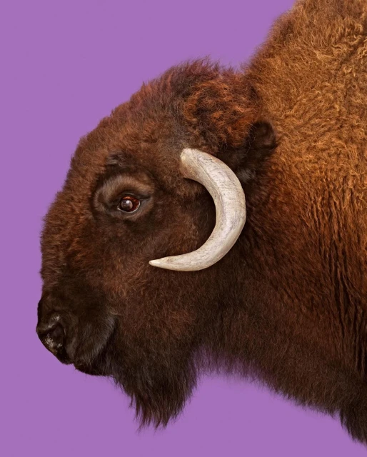 Side profile of a furry, brown bison with cream colored horns on a violet background in a studio shot. Focus is on the bison's head.