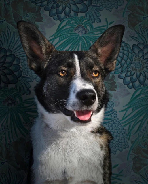 Close-up portrait of a dog with amber eyes and a black and white coat, looking directly at the camera, set against a floral wallpaper.