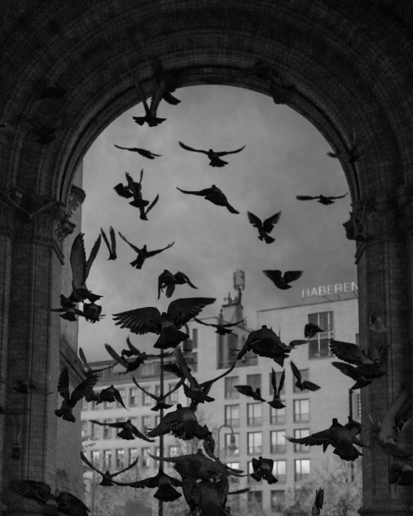 Monochrome photo of flock of birds flying through stone archway with buildings in the background, creating a striking urban scene.