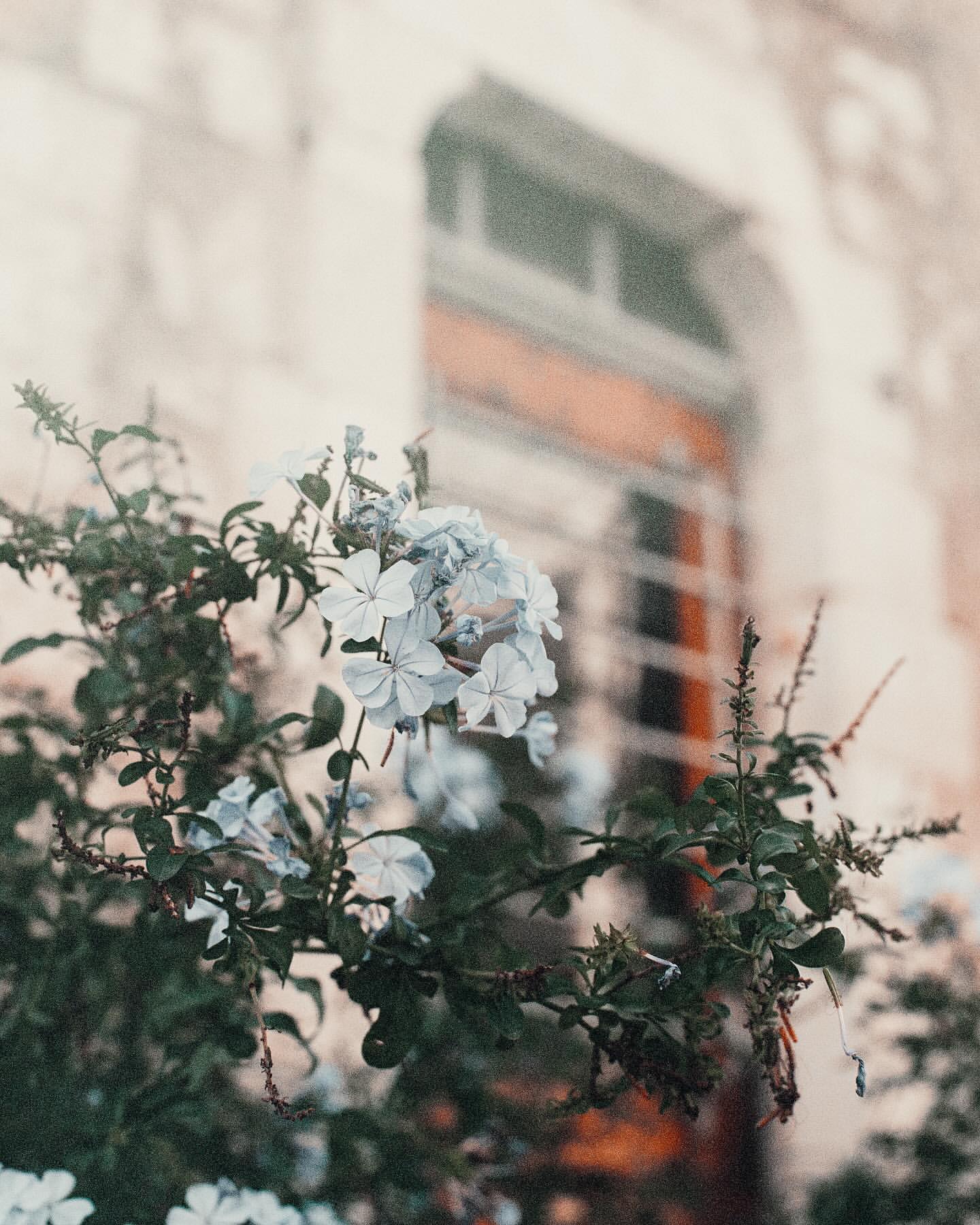 Pale blue plumbago flowers in the foreground with a blurred building entrance and arched window in the background.