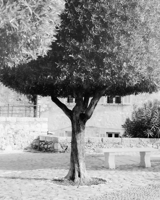 Monochrome image of a mature tree with a dense, rounded canopy, set in a paved outdoor area with a bench and a building in the background.