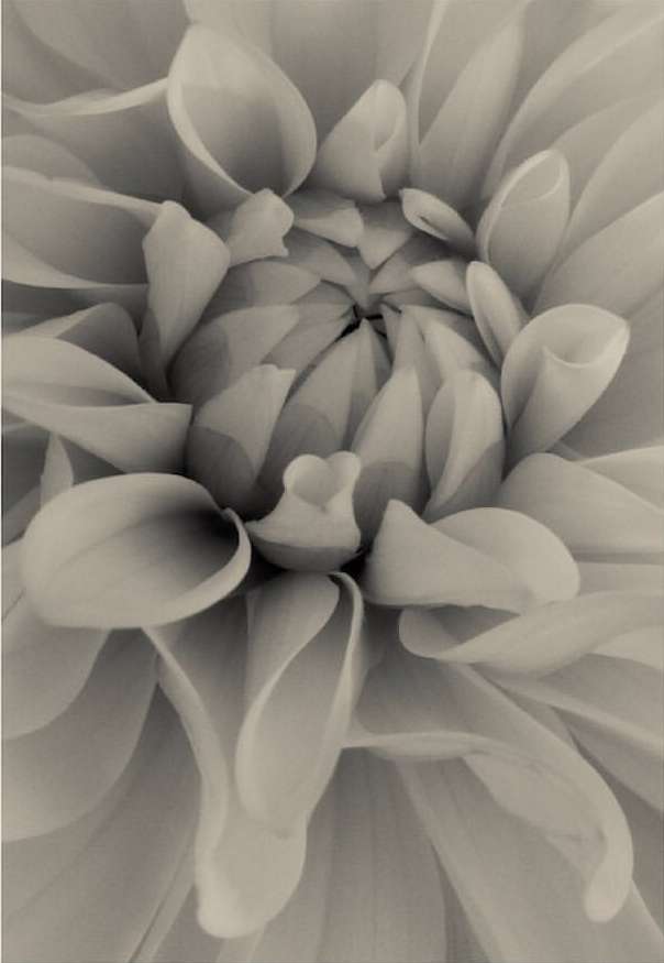 Close-up studio shot of a dahlia blossom with detailed petal layers in a monochromatic beige, emphasizing textures and floral design.