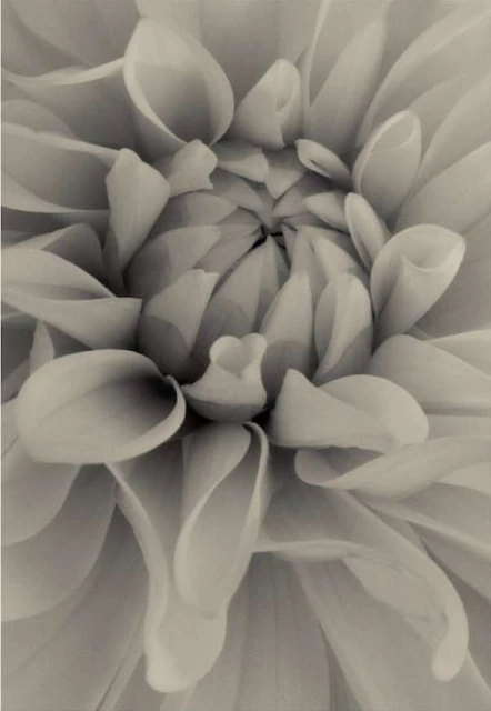 Close-up studio shot of a dahlia blossom with detailed petal layers in a monochromatic beige, emphasizing textures and floral design.