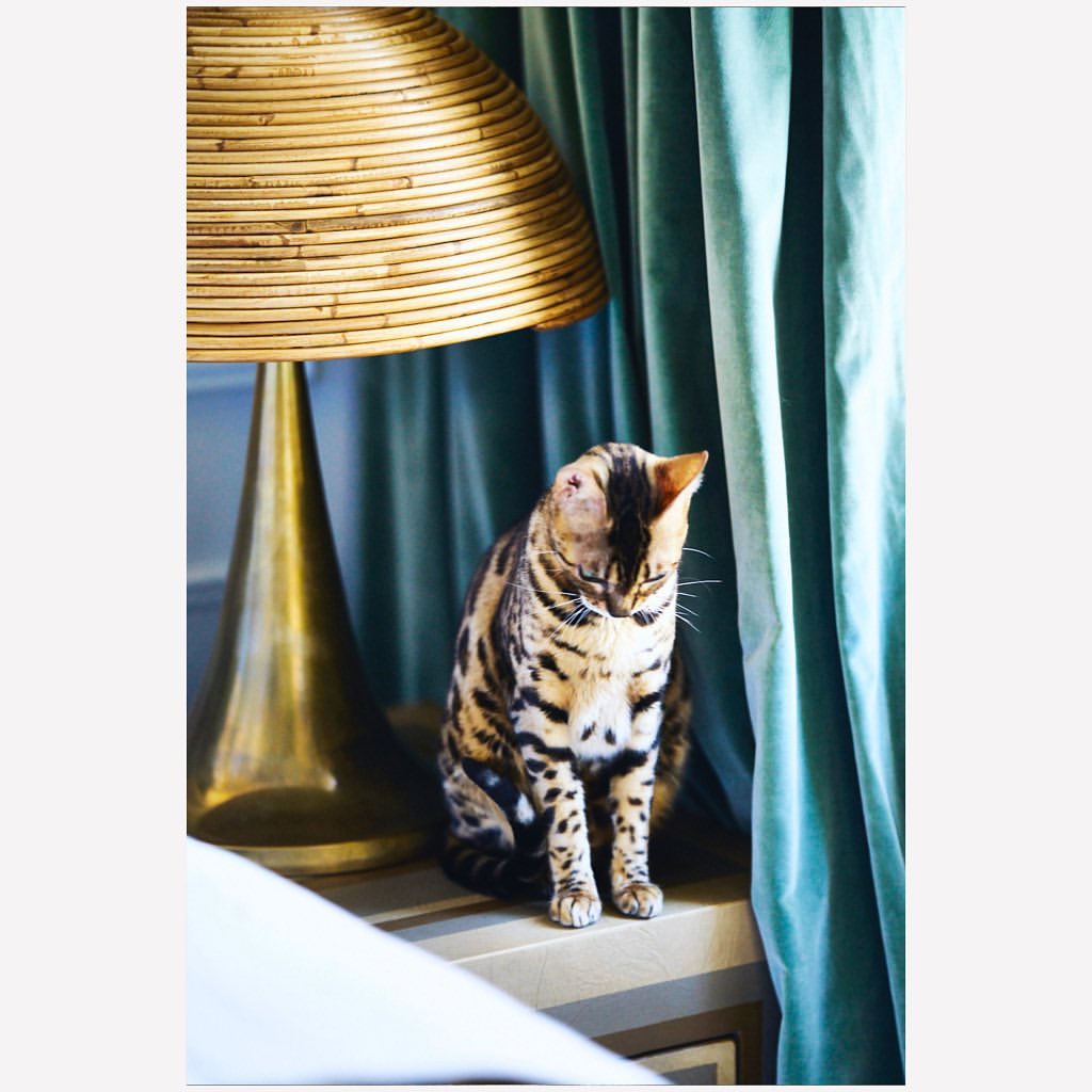 Seated bengal cat portrait under a vintage lamp with green curtain backdrop. The warm light highlights the feline's striking coat.