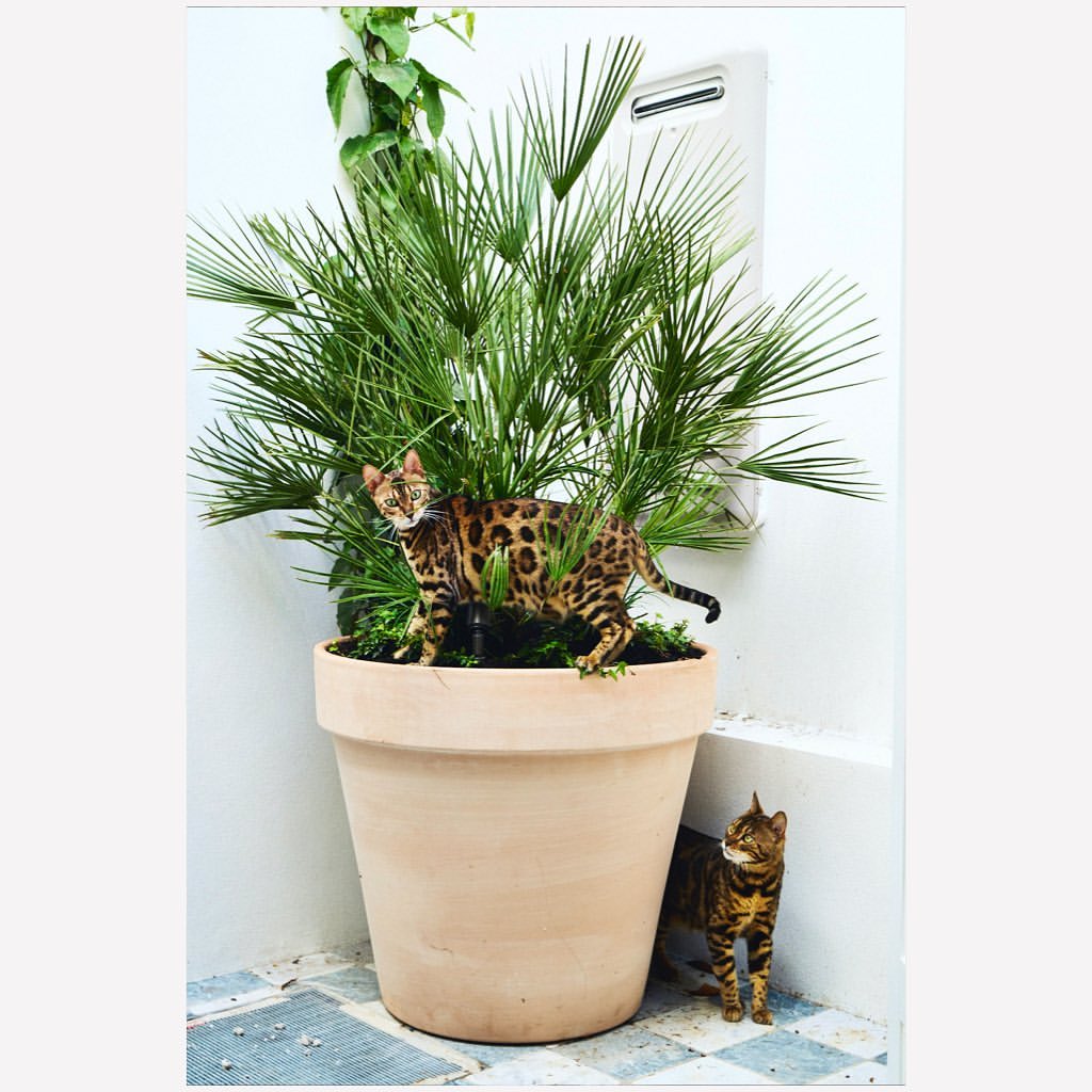 Two Bengal cats, one perched inside a large terracotta planter filled with a palm tree and greenery, set against a white wall.