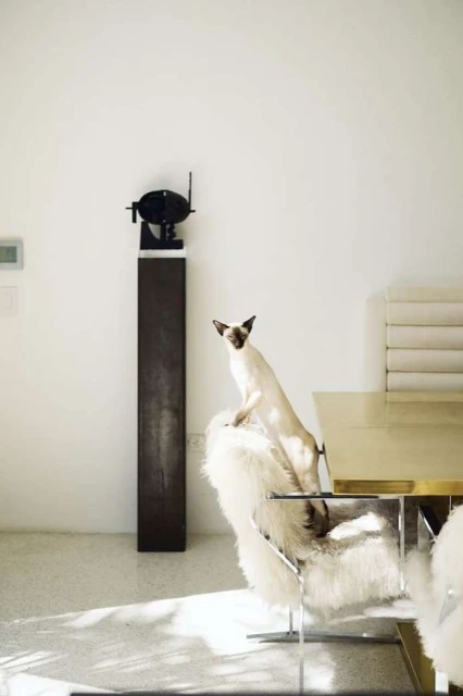 Siamese cat standing on a fluffy white chair in a bright, minimalist interior with white walls and light concrete flooring.