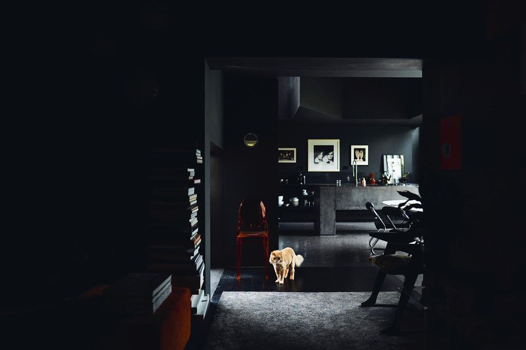 Interior view of modern kitchen and hallway in monochrome shades with a small dog standing near a partially visible bookshelf.