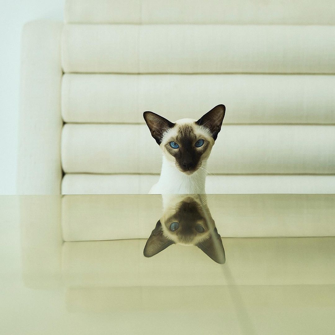 A Siamese cat with blue eyes and dark brown markings peers over a glass table, set against a soft white backdrop. Its reflection is visible.